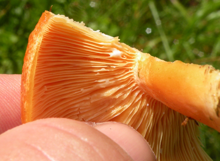 Lactarius porninsis?